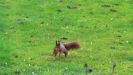 Ein Eichhörnchen rennt über eine Wiese.