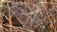 Ein nasses Spinnennetz wurde in der Natur sehön aufgebaut 