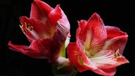 Amaryllis-Blüten sind herrlich zu sehen