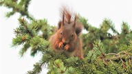 Das Eichhörnchen genießt seine Mahlzeit auf dem Baum.