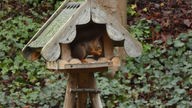 Zu sehen ist ein Eichhörnchen, das es sich in der Vogelkrippe schmecken lässt.