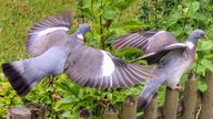 Zwei schöne Tauben im Garten
