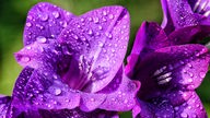 Nahaufnahme von lila Gladiolen-Blüten, die von Regentropfen bedeckt sind.