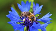 Eine Biene sitzt voller Pollen auf einer teifblauen Blume.