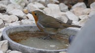Ein Vogel mit orange-rotem Bauch steht in einer steinernen Wasserschale, im Hintergrund liegen Steine.