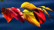 Blätter in rot und gelb