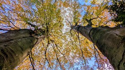 Herbstliche Baumkronen