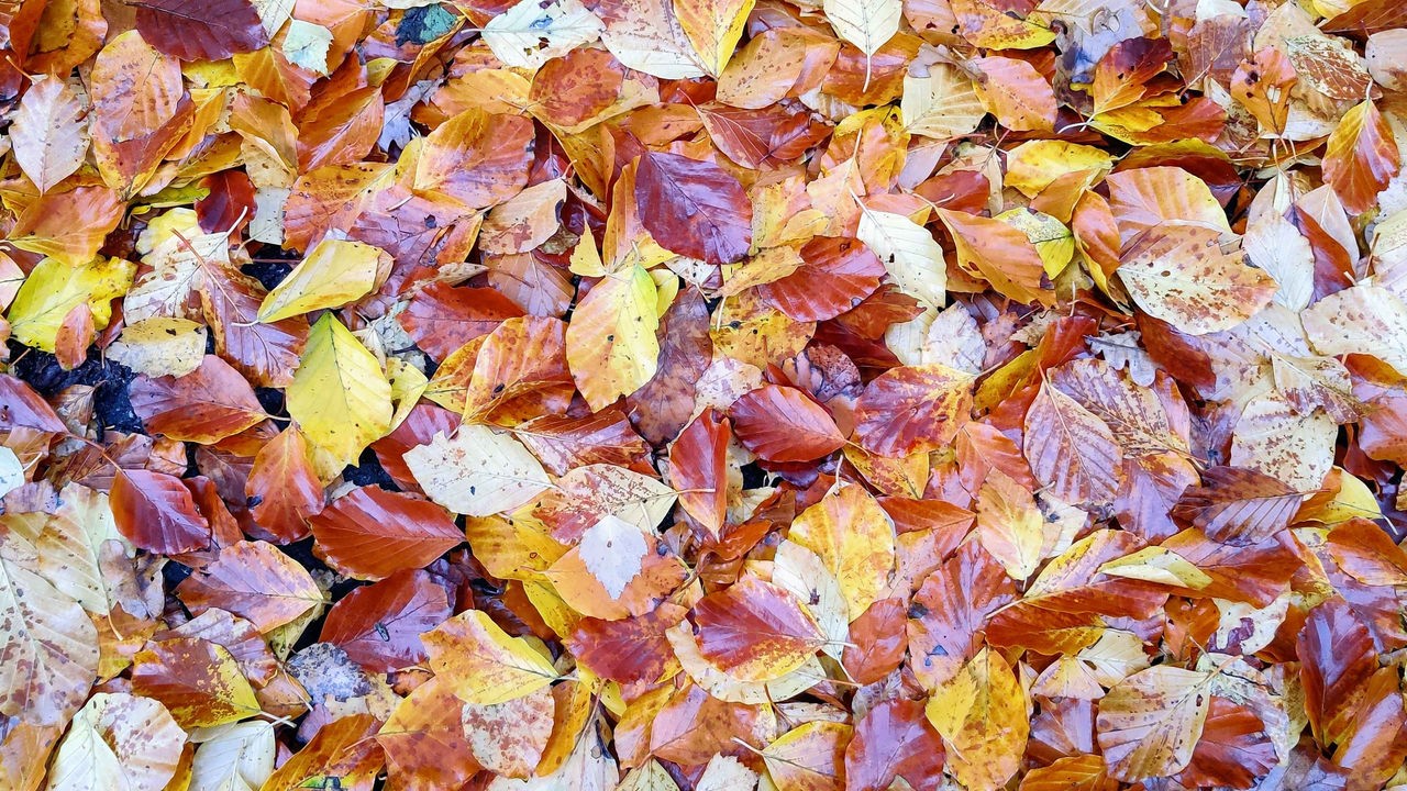Buntes Herbstlaub liegt auf dem Boden in gelb, orange und braun.