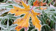 Ein gelbes gefrorenes Ahornblatt liegt auf genauso gefrorenen Grashalmen.