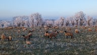 Eine Schafsherde grast in der winterlichen Landschaft in Bönen.