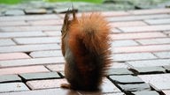 Ein Eichhörnchen sitzt auf rot-braunen Pflastersteinen.
