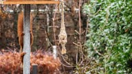 Ein Eichörnchen "versteckt" sich hinter einer Stange, nachdem es mutmaßlich das Vogelfutterhaus daneben geplündert hat.