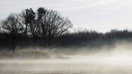 Nebelschwaden über einem Feld