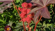 Eine stachelige Rhizinuspflanze in rot.