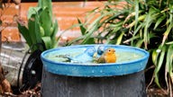 Hier badet ein Rotkehlchen nach einem Regenschauer in einer Vogeltränke. 