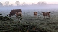 Rinder stehen auf einer Wiese im Morgennebel