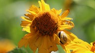 Eine Schnekce auf einer Sonnenblume