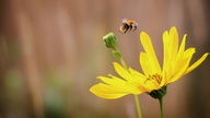 Eine Biene fliegt auf eine Blüte