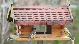 hier scheinen Buchfink und Kohlmeise sich abzustimmen, wer als erster ins Vogelhaus darf.