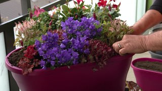 Gartenzeit: Sommerliche Dauerblüher für Balkonkasten