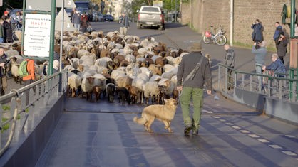 Schafe auf der Rheinfähre