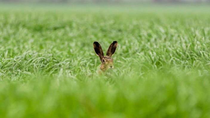 Ein Hase versteckt sich morgens in einem Feld.
