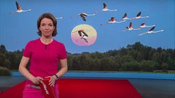 Die Moderatorin vor einem Bild anfliegender Vögel