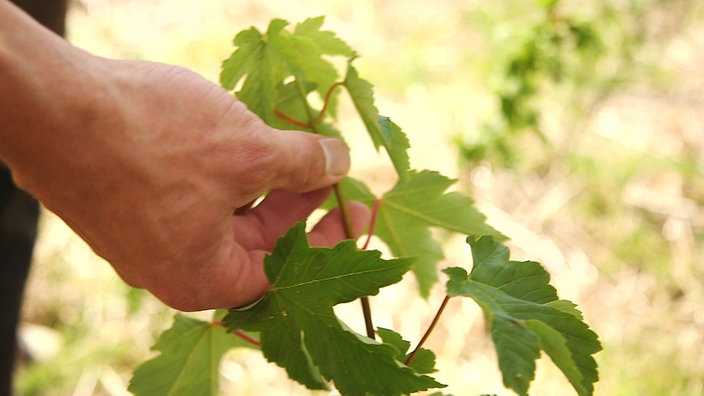 Hand hält einen junger Baum