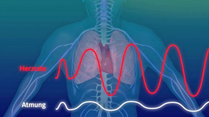 Grafik: Atemfrequenz und Herzfrequenz