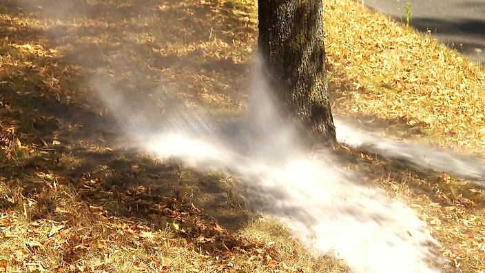 Ein Baum wird gegossen