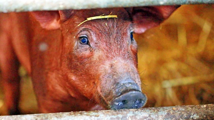 Schwein im Stall