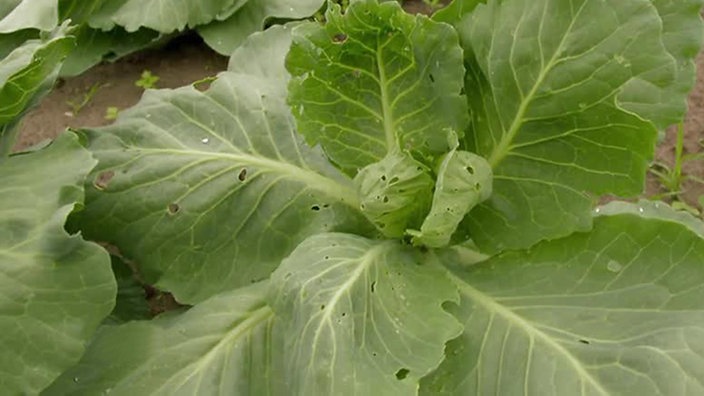 Großer Kohl mit Fraßstellen