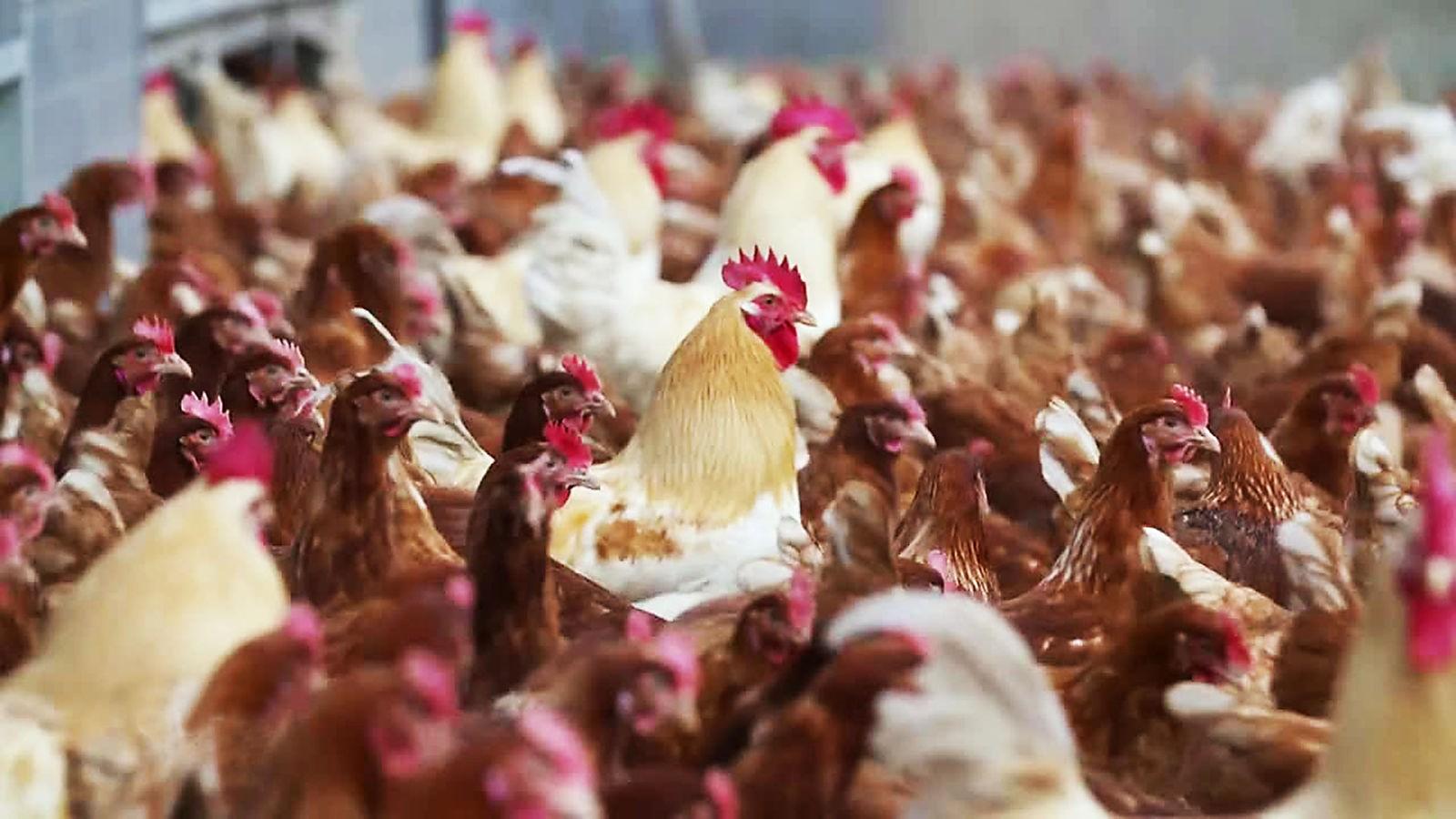 Hühner auf Landstraße mit Warnweste unterwegs: Besitzerin erklärt