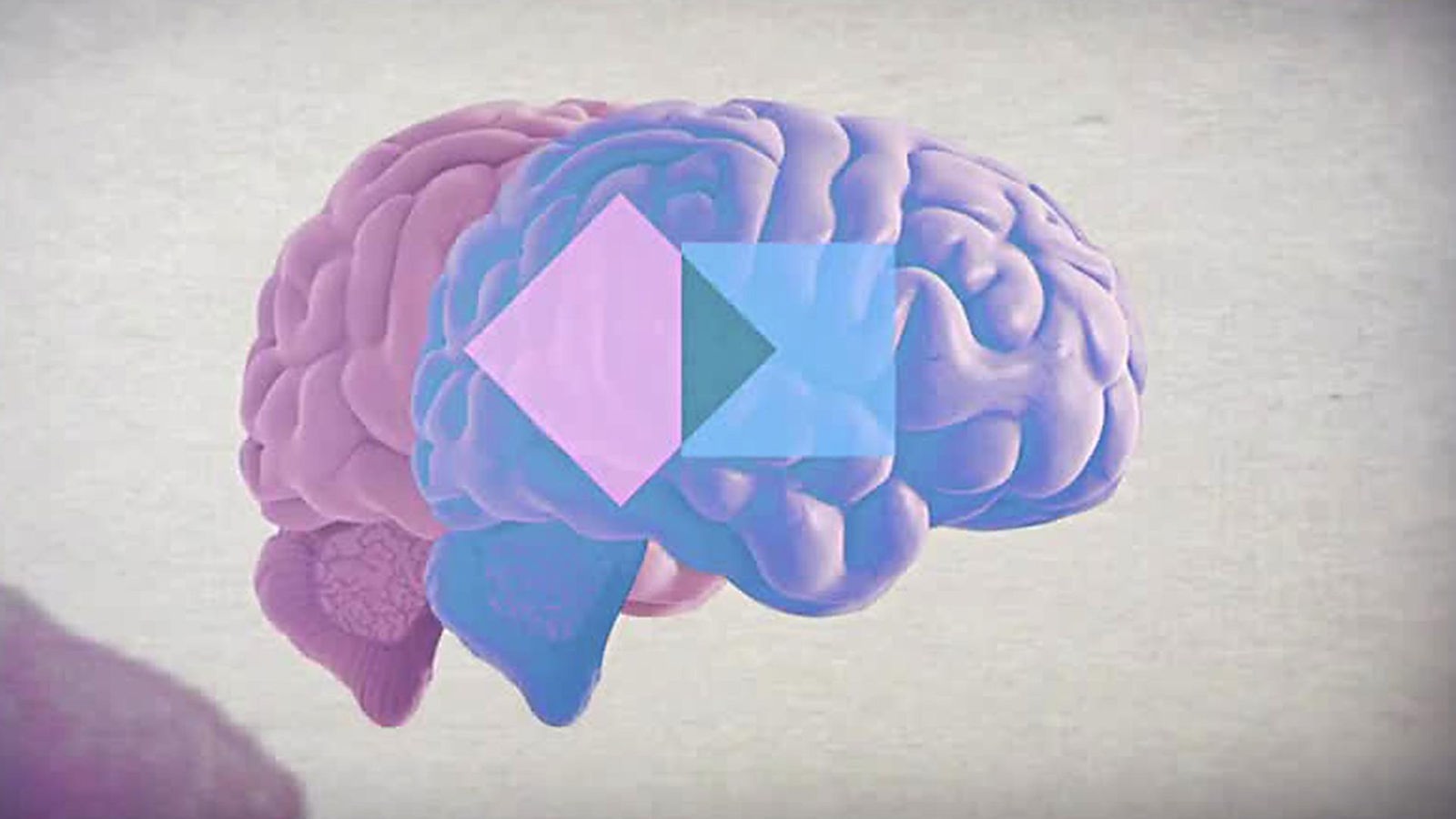 Illustration: Ein weibliches und ein männliches Gehirn