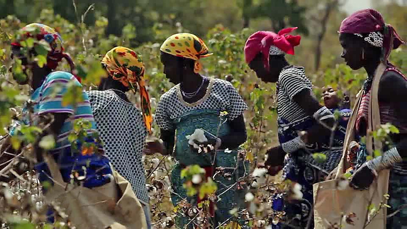 Foto: Baumwollpflückerinnen in Uganda