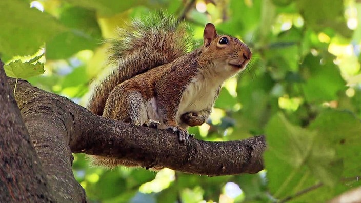 Grauhörnchen