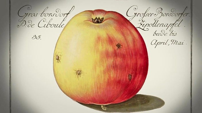 Alte Illustration einer Apfelsorte