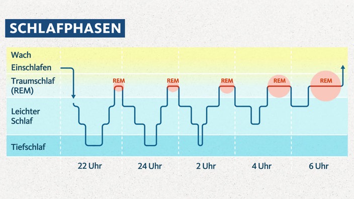 Grafik: Schlafphasen