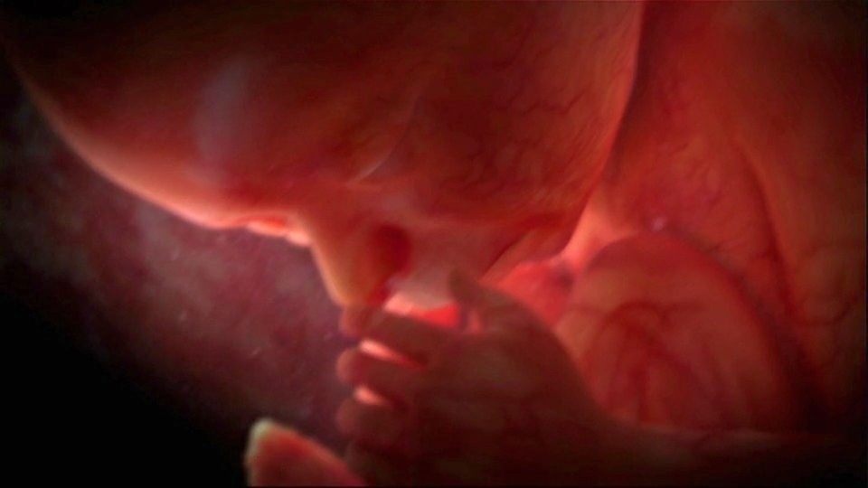 Ein Embryo im Mutterleib