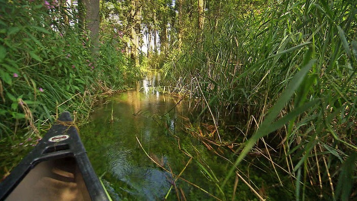 Verwilderte Landschaft in der Lausitz