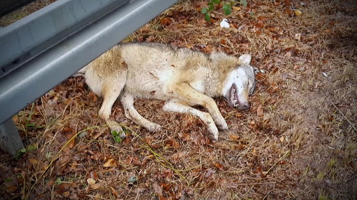 Toter Wolf am Straßenrand