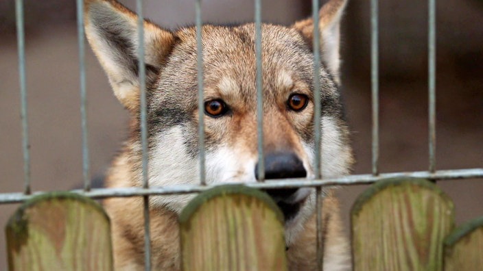 Ein Wolfshybrid hinter einem Zaun