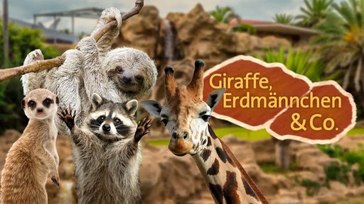 Montage: Erdmännchen, Waschbär, Faultier und Griraffe neben dem Schriftzug "Giraffe Erdmännchen & Co. "