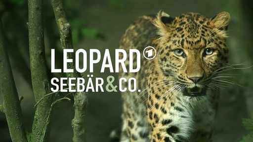 Leopard neben dem Schriftzug "Leopard Seebär & Co."