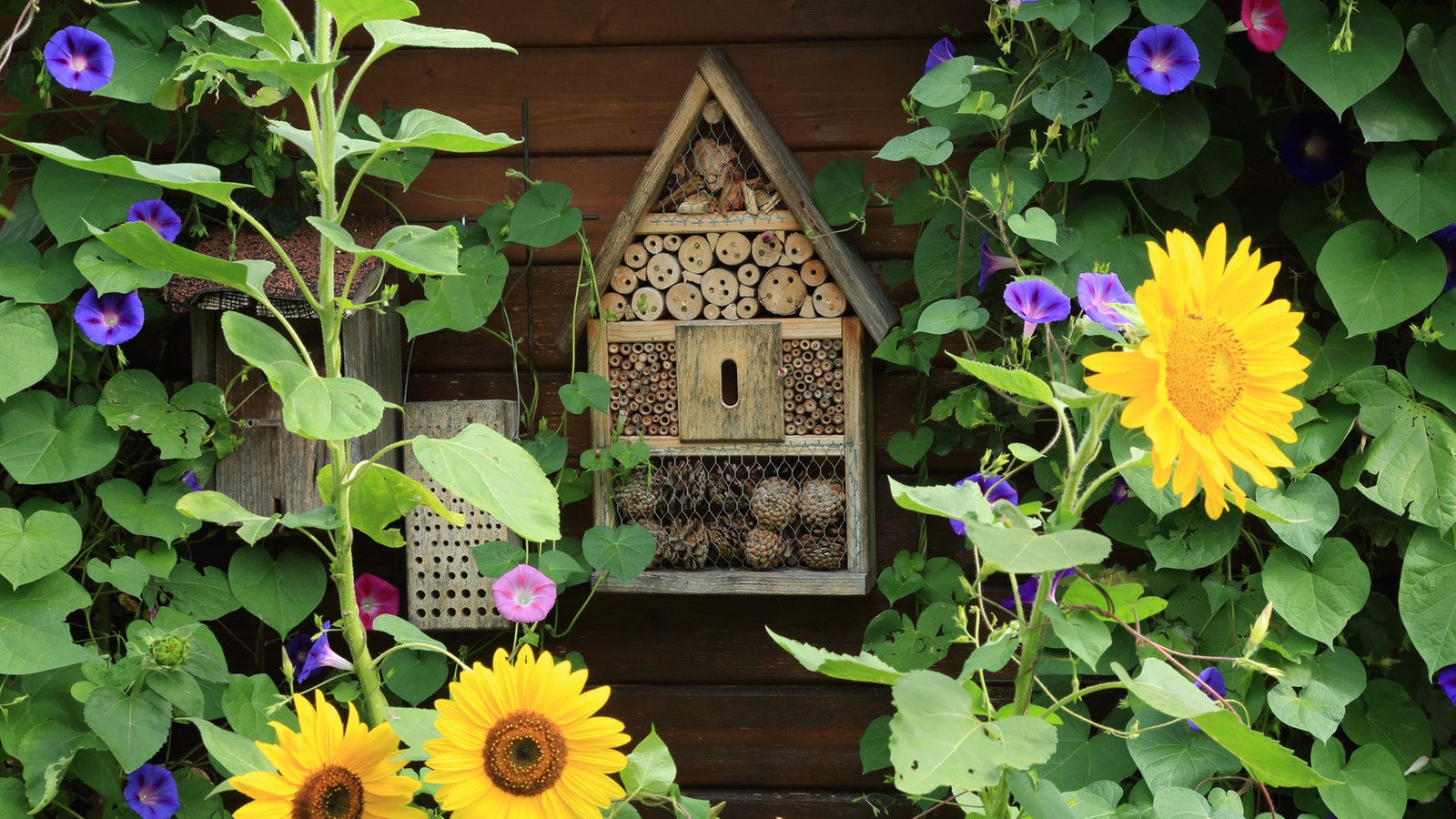 Insektenfreundlicher Garten WDR 5 Quarks Topthemen aus