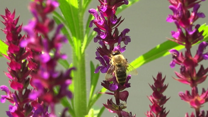 Bienenfreundlicher Balkon Servicezeit Sendungen A Z Video