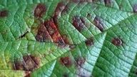 Aufnahme von braunroten Flecken auf grünem Blatt