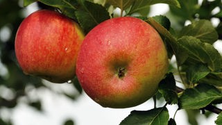 Garten ABC - Apfel