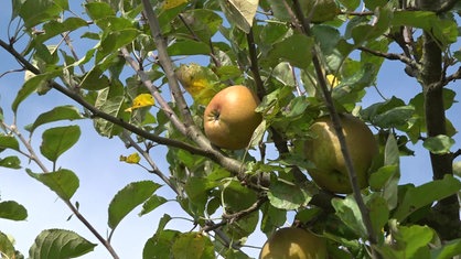 Das Bild zeigt einen Apfelbaum.