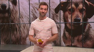 Das Bild zeigt Daniel Aßmann im Servicezeit-Fernsehstudio. Im Hintergrund ist ein Bild von Hunden im Tierheim abgebildet.